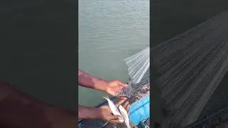 fish 🐟🐟 fisherman amazing net fishing video #catchingfish #fish #fishingtechniques #villagelife