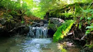 musique relaxante 🎶🎵🎧