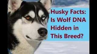 Husky Secrets: What Startling Realities Set Them Apart from All Breeds?
