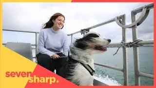 Should animals be allowed on public transport?