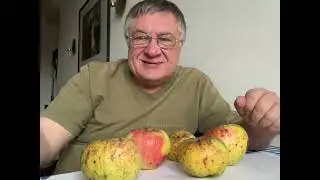 Горькая болезнь яблок!