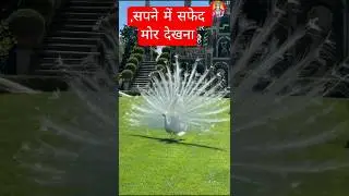 सपने में सफेद मोर देखना क्या संकेत देता है? | White Peacock Dream Meaning | शुभ संकेत