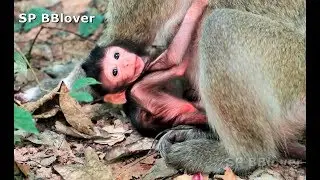 Sumara Give Birth Of Newborn Baby Monkey - Amara 1