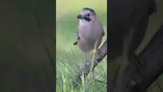 #beautifulnaturescenes #chillmusic