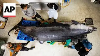 Scientists gather to decode puzzle of the world's rarest whale in New Zealand