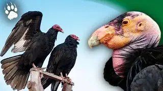 Калифорнийский кондор — удивительный вид 🦅🇺🇸 — документальный фильм о дикой природе HD — AMP
