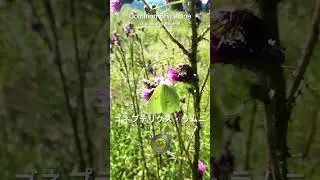 黄色い蝶 🦋 Butterfly Beauty 🌸Limonera