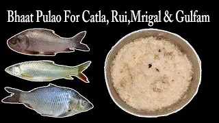 How To Make Bhaat Pulao For Fishing Catla, Rahu, Mrigal & Gulfam