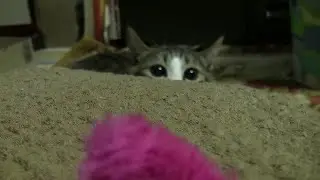 140928 猫じゃらし