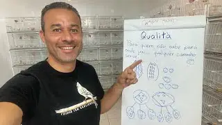 Aula 7: Como fazer os ACASALAMENTOS CORRETOS dos CANÁRIOS