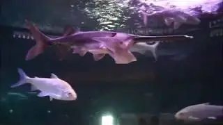 Рыба Веслонос Polyodon spathula The Fish Paddlefish