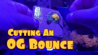 Different Ways Mushroom Coral Split | Fragging My OG Bounce