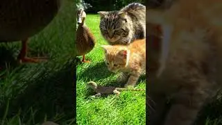 This animal squad is so random 😂 #animalfriends