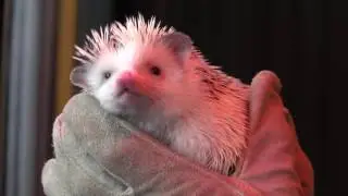 Fufu predicts an early spring during Hedgehog Day 2017 at the Oregon Zoo