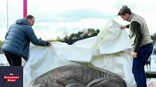 Life size statue of beloved walrus controversially euthanized in Norway unveiled in capital