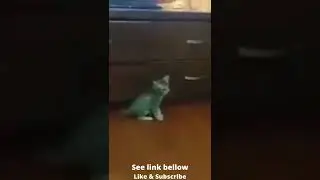 Cat play time  #shorts ;#funny animals;#cute animals;#life of animals;#pets