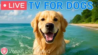 🔴24 Hours of Dog TV🎵🐶Calming Music for Dog Sleep🐾🩷Soothing Music for Dogs with Stress and Anxiety