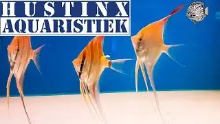Aquarium winkel - Hustinx Aquaristiek - Hasselt | Aquarium Sunshine Valley