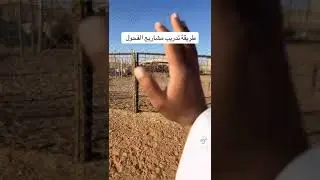 طريقة تدريب مشاريع الفحول على الضراب والقرع