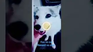 fox vs cat renard vs chat abonne toi 🤣🤣🤣 funy moment