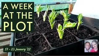 Pruning Autumn Fruiting Raspberries & Weeding: A Week at the Plot, 17 - 23 January '22