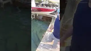 Jeff Hand Feeding Tarpon