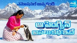 The Real Story of Nihilist Penguin | Death Walk Myth | Viral Penguin Video Full Story