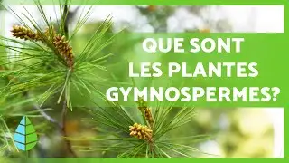 PLANTES GYMNOSPERMES 🌲 Caractéristiques, exemples, reproduction et bien plus !