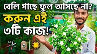 বেলি ফুল গাছের পরিচর্যা ও রিপটিং করা / beli phool gach / Jasmine Flower Poricharja Repotiong 
