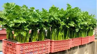 I Grow Celery This Way &ndash; Always Have Clean Vegetables to Eat All Year Round!