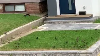 It was raining and many birds came to eat insects on the green grass at Toronto Canada
