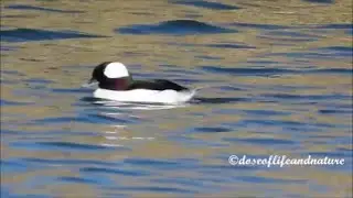 Bufflehead - Cutest Diver Duck/Sea Duck  #bufflehead #diverduck #seaduck