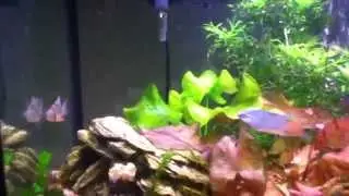 Todd's zen aqua garden