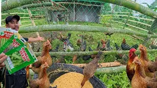 MAY GOOD NEWS - PAGTANIM NG MGA GULAY at PAGPAKAIN SA MGA ALAGA