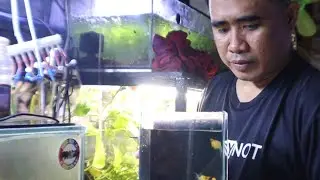 RARE Balloon molly!Most Expensive molly