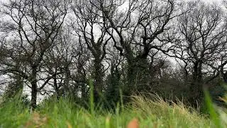 London Winter Forest - 1.5 Hours Bare Trees & Bird Songs for Meditation