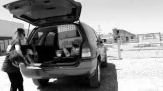 How many shelter dogs can you fit in a Mazda?