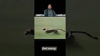 #memes #cheetah #funny #pubg @#@#