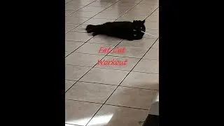 Fat Cat Workout