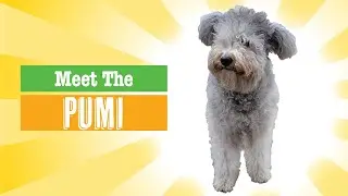 Pumi Dog Breed