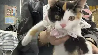 #cats #cat #catlover #catvideos #catshorts #catsoftiktok #petcommunity #puppylife #puppies