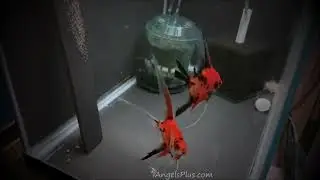 Koi Angelfish Breeding Pair 3231