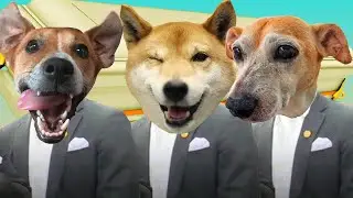 Funny Cute Dogs - Coffin Dance Song *PART 4* (COVER)