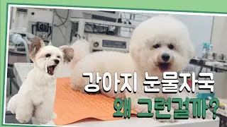 [애견꿀팁] 강아지 눈물자국! 원인은 [이것]때문? #턴독 #turndog