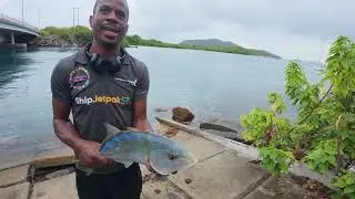 Fish Obliterates Topwater Lure! My First Yellow Jack
