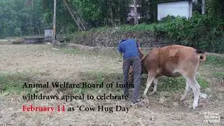 Cow Hug Day Troll | Cow Hug Day | Meme | February 14 | Valentines Day | India | Kerala | Malayalam