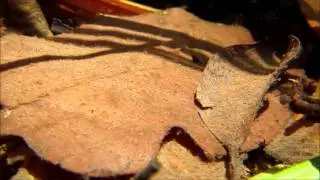 Boraras brigittae　ボララス ブリジッタエ　-DIscoveryPlanet-