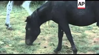 Descendents of Genghis Khan's horses ride Mongolia's grasslands