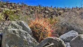 Cactus Loop Trail in Anza-Borrego