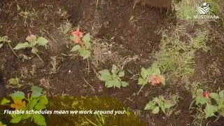 Garden Maintenance Services | Garden Maintenance In Dubai | Al Musthafa Landscape & Gardening